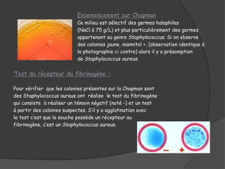 Ce milieu est sélectif des germes halophiles
(NaCl à 75 g/L) et plus particulièrement des germes
appartenant au genre Staphylococcus. Si on observe
des colonies jaune, mannitol +, (observation identique à
la photographie ci contre) alors il y a présomption
de Staphylococcus aureus.
Pour vérifier que les colonies présentes sur la Chapman sont
des Staphylococcus aureus ont réalise le test du fibrinogène
qui consiste à réaliser un témoin négatif (noté -) et un test
à partir des colonies suspectes. S’il y a agglutination avec
le test c’est que la souche possède un récepteur au
fibrinogène, c’est un Staphylococcus aureus.
 