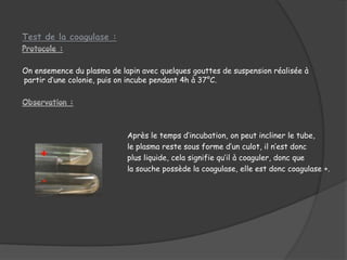 On ensemence du plasma de lapin avec quelques gouttes de suspension réalisée à
partir d’une colonie, puis on incube pendant 4h à 37°C.
Après le temps d’incubation, on peut incliner le tube,
le plasma reste sous forme d’un culot, il n’est donc
plus liquide, cela signifie qu’il à coaguler, donc que
la souche possède la coagulase, elle est donc coagulase +.
 