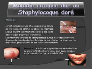 Infections suppuratives et non suppurative comme
les furoncles, les panaris, les abcès, les impétigos.
Le plus souvent ces infections sont dû à des plaies
infectées par Staphylococcus aureus.
Les infections cutanées de Staphylococcus aureus s'accompagnent donc
d'une production abondante et localisée de pus résultant de la destruction
des cellules phagocytaires et des cellules environnantes.
Remarque : un infection suppurative sous entend qu’il y a
eu une prolifération bactérienne, ainsi qu’une invasion
suivie d’une destruction de la cellule hôte.
panaris
impétigo
abcès
 
