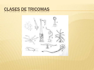 CLASES DE TRICOMAS
 