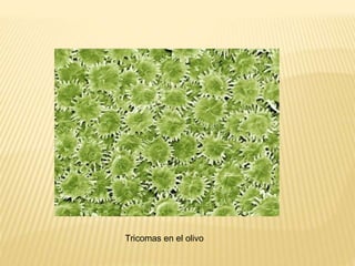 Tricomas en el olivo
 
