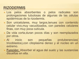 RIZODERMIS
 Los pelos absorbentes o pelos radicales son
prolongaciones tubulosas de algunas de las células
epidérmicas de la rizodermis.
 Son unicelulares, muy largos,tenues con contenido
celular vivo,muy vacuolizados, con paredes celulares
finas, con muy poca cutícula.
 De vida corta,duran pocos días y son reemplazados
por otros.
 Al inicio son pequeñas protuberancias(
tricoblastos),con citoplasma denso y el núcleo en un
extremo.
 Función: Absorber el agua del suelo y las sustancias
disueltas en ella.
 