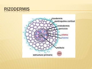 RIZODERMIS
 
