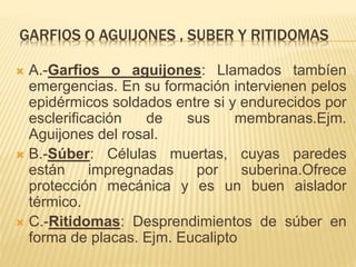 GARFIOS O AGUIJONES , SUBER Y RITIDOMAS
 A.-Garfios o aguijones: Llamados tambíen
emergencias. En su formación intervienen pelos
epidérmicos soldados entre si y endurecidos por
esclerificación de sus membranas.Ejm.
Aguijones del rosal.
 B.-Súber: Células muertas, cuyas paredes
están impregnadas por suberina.Ofrece
protección mecánica y es un buen aislador
térmico.
 C.-Ritidomas: Desprendimientos de súber en
forma de placas. Ejm. Eucalipto
 