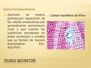 TEJIDO SECRETOR
CONDUCTOS ESQUIZOGENOS
 Aparición de meatos
grandes,por separación de
las células productoras,que
generalmente permanecen
vivas y que vuelcan las
sustancias secretadas en
éstos conductos o canales
que se forman de manera
esquizógena. Ejm.
Apio,Pino
 Canal resinífero de Pino
 