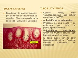 BOLSAS LISIGENAS TUBOS LATICIFEROS
 Se originan de manera lisígena,
por disolución de las paredes de
aquellas células que producen la
secreción. Ejm:Citrus, Eucalipto
 Células vivas, muy
vacuolizadas,cuyo jugo celular
constituye el LATEX.
 A.-Laticíferos no articulados:
 Proceden de una célula y se
extienden por toda la
planta.Ejm.Euphorbias.
 B.-Laticíferos articulados:
Unión de muchas células. Ejm
Lactuca sativa»Lechuga».
 El látex puede ser de color
blanco,amarillo,rojizo. Contiene
muchas sustancias en
suspensión
 