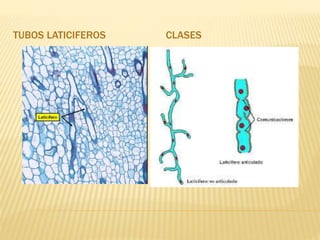 TUBOS LATICIFEROS CLASES
 