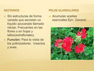 NECTARIOS PELOS GLANDULARES
 Sin estructuras de forma
variada que secretan un
líquido azucarado llamado
néctar. Frecuentes en las
flores o en hojas y
tallos(extraflorales).
 Función: Para la visita de
los polinizadores : Insectos
y aves.
 Acumulan aceites
esenciales.Ejm. Geranio
 