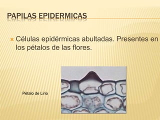 PAPILAS EPIDERMICAS
Pétalo de Lirio
 Células epidérmicas abultadas. Presentes en
los pétalos de las flores.
 
