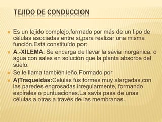 TEJIDO DE CONDUCCION
 Es un tejido complejo,formado por más de un tipo de
células asociadas entre si,para realizar una misma
función.Está constituído por:
 A.-XILEMA: Se encarga de llevar la savia inorgánica, o
agua con sales en solución que la planta absorbe del
suelo.
 Se le llama también leño.Formado por
 A)Traqueídas:Celulas fusiformes muy alargadas,con
las paredes engrosadas irregularmente, formando
espirales o puntuaciones.La savia pasa de unas
células a otras a través de las membranas.
 