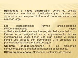 B)Tráqueas o vasos abiertos:Son series de células
muertas,con membranas lignificadas,cuyas paredes de
separación han desaparecido,formando un tubo continuo más
o menos largo.
Los engrosamientos forman anillos,espirales
etc.Denominándose vasos
anillados,espiralados,escalariformes,reticulados,areolados.
Gracias a la desigualdad en el engrosamiento de las
membranas,los vasos tienen una gran rigidez. Al mismo
tiempo sus paredes son permeables y la presencia de
puntuaciones facilita la entrada del agua.
C)Fibras leñosas:Acompañan a los elementos
conductores,para aumentar la resistencia de los haces.
D)Parénquima leñoso: Almacenan sustancias de reserva.
 