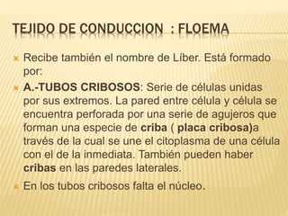 TEJIDO DE CONDUCCION : FLOEMA
 Recibe también el nombre de Líber. Está formado
por:
 A.-TUBOS CRIBOSOS: Serie de células unidas
por sus extremos. La pared entre célula y célula se
encuentra perforada por una serie de agujeros que
forman una especie de criba ( placa cribosa)a
través de la cual se une el citoplasma de una célula
con el de la inmediata. También pueden haber
cribas en las paredes laterales.
 En los tubos cribosos falta el núcleo.
 