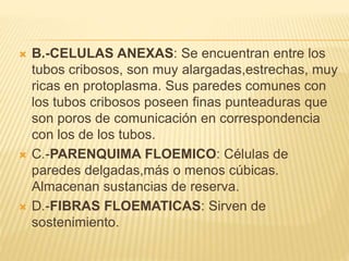 B.-CELULAS ANEXAS: Se encuentran entre los
tubos cribosos, son muy alargadas,estrechas, muy
ricas en protoplasma. Sus paredes comunes con
los tubos cribosos poseen finas punteaduras que
son poros de comunicación en correspondencia
con los de los tubos.
 C.-PARENQUIMA FLOEMICO: Células de
paredes delgadas,más o menos cúbicas.
Almacenan sustancias de reserva.
 D.-FIBRAS FLOEMATICAS: Sirven de
sostenimiento.
 