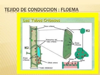 TEJIDO DE CONDUCCION : FLOEMA
 