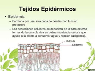 TEJIDO EPIDERMICO
 