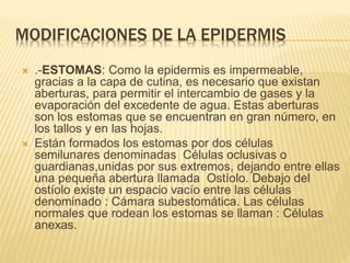 MODIFICACIONES DE LA EPIDERMIS
 .-ESTOMAS: Como la epidermis es impermeable,
gracias a la capa de cutina, es necesario que existan
aberturas, para permitir el intercambio de gases y la
evaporación del excedente de agua. Estas aberturas
son los estomas que se encuentran en gran número, en
los tallos y en las hojas.
 Están formados los estomas por dos células
semilunares denominadas Células oclusivas o
guardianas,unidas por sus extremos, dejando entre ellas
una pequeña abertura llamada Ostíolo. Debajo del
ostíolo existe un espacio vacío entre las células
denominado : Cámara subestomática. Las células
normales que rodean los estomas se llaman : Células
anexas.
 