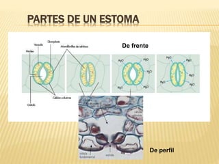 PARTES DE UN ESTOMA
De frente
De perfil
 