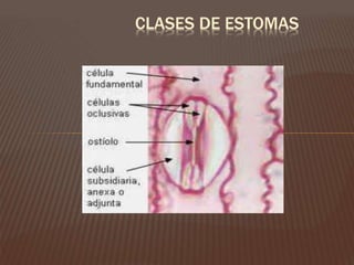 CLASES DE ESTOMAS
 