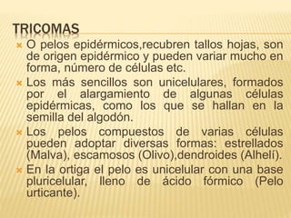 TRICOMAS
 O pelos epidérmicos,recubren tallos hojas, son
de origen epidérmico y pueden variar mucho en
forma, número de células etc.
 Los más sencillos son unicelulares, formados
por el alargamiento de algunas células
epidérmicas, como los que se hallan en la
semilla del algodón.
 Los pelos compuestos de varias células
pueden adoptar diversas formas: estrellados
(Malva), escamosos (Olivo),dendroides (Alhelí).
 En la ortiga el pelo es unicelular con una base
pluricelular, lleno de ácido fórmico (Pelo
urticante).
 