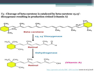 Beta carotene And Lung Cancer In Smokers PPTX beta-carotene-and-lung-cancer-in-smokers-pptx