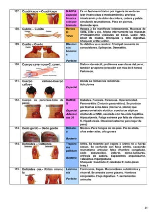 14
107. Cuadriceps – Cuadriceps MAGDA
Especial
Intoxica
ción por
bismuto
Es un fenómeno tóxico por ingesta de verduras
(por insecticidas o medicamentos), provoca
intoxicación y da dolor de cintura, cadera y pelvis,
simulando reumatismos. Peso en piernas.
Quimioterapia.
108. Cubito – Cubito Herpes
III
Virus
Herpes 3 Se manifiesta internamente, Mucosas de
nariz, oído y ojo. Afecta internamente las mucosas
(Principalmente vesículas en boca). Labio roto.
Dolor de brazos. Bronquios y tubo digestivo.
Chequear uréter-uréter.
109. Cuello – Cuello Blastoci
stis
hominní
s
Parásito
Su detritus va a cerebro: Principal causante de
convulsiones. Epilepsias. Dermatitis.
110. Cuerpo cavernoso-C. caver. Disfunción eréctil, problemas vasculares del pene,
también priapismo (erección por más de 8 horas)
Parkinson.
111. Cuerpo calloso-Cuerpo
calloso
Especial
Donde se forman los remolinos
Adicciones
112. Cuerpo de páncreas-Cola de
pancr.
RAMSE
S
Especial
Adenovi
rus 36
Diabetes. Psicosis. Paranoias. Hiperactividad.
Pancrea-titis (Cinturón pancreático). Se produce
por toxinas o me-tales (mercurio, plomo) que
genera un estado sicótico, conductas atípicas
afectando al SNC, asociada con fas-ciola hepática.
Hipocalcemia. Fatiga extrema por falta de vitamina
K. Hiperkinesia. Obesidad extrema( para bajar de
peso)
113. Dedo gordo – Dedo gordo Ricketsi
a
Bacteria
Micosis. Para hongos de los pies. Pie de atleta,
uñas enterradas, uña gruesa
114. Deltoides – Deltoides Trepone
ma
pallidum
Bacteria
Sífilis. Se trasmite por vagina o uretra no a fuerza
sexual. Se confunde con falsa artritis, causando
reumatismo articular falso (Hombro congelado,
codo endurecido). Dolores dorso-lumbares.
Artrosis de cadera. Espondilitis anquilosante.
Talasemia. Hiperglobulia
Chequear :cuadrado 2; calcáneo 2; codo-plexo
braq. l
115. Deltoides der.- Riñón mismo
la
Leishma
nia
Parásito
Forúnculos, llagas. Mucocutánea, subdérmica y
visceral. Se arrastra como gusano. Hombros
congelados. Flujo digestivo. T. excrementos
animales
 