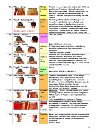 28
244. Píloro – Uréter Micelio
intestina
l
Hongo
Anemia: el hongo no permite la absorción del hierro
y nutrientes. Problemas intestinales severos.
Diarrea con mucosidad. Alergias alimentarias por
asociarse con la vacuna de la hepatitis en la
infancia. Chequear diafragma-diafragma y ver si es
cándida.
245. Pineal – Bulbo raquídeo
Cambiar cepillo de dientes
Guillain
barre
Virus
Parálisis y debilidad de los miembros y de los
músculos respiratorios, mareos, fatiga, muy
contagioso. Afecta to-do el sistema nervioso:
poliradiculo neuritis. Bulbo raq. es el centro de
respiración: se bloquea y quedan hipóxi-cos. Fallo
respiratorio. Chequear, Bulbo R.-Cerebelo, Parietal- 2,
Parietal-Bulbo raquídeo. Plantar 2, Talón 2, Bolas pie 2
246. Pineal – Cerebelo
Especial
Caída del cabello
247. Pineal – Hipofisis
Disfunci
ón
Depresión bipolar. Hormonal
En el punto de la pineal también está el Centro
sensorial supratentorial. Corrige depresión
endógena.
Chequear Tiroides-Tiroides
248. Pineal – Pineal
Disfunci
ón
pineal
Horizontal. Sexo. Suprarrenales. Pigmentación piel.
Vitíligo o hipocromia. Producción leche materna.
Corticosteroides. Disartria: dificultad en el habla y mal
articulada. Disminuye la ansiedad e insomnio. En
relación con Parietal-Parietal regula el sueño (ciclos
circadianos). Menopausia.
249. Pineal – Próstata o útero
Emocio
nal
Lujuria
Asociar con PINEAL – PANCREAS
250. Piso orbital – Piso orbital Orf
Virus
Ocasiona problemas de visión, acidez en ojo.
Afecta nervio óptico y estructuras. Se activa
cuando hay luz de computadoras o similares.
Trastornos nerviosos. Fotofobia. Glaucoma cuando
hay micosis. Fiebre, faringitis, diarrea.
Conjuntivitis+Canto-Canto=Problemas graves del
ojo. Apoyar con: Braquial 2 y Dorsal 2
251. Pleura dcha. – Hígado Única de
ADN
Virus
Hepatitis B. La única verdaderamente viral. Fatiga
crónica y gastritis. Hepatitis por virus patógeno de
ADN. Sarcoma de Kaposi es por Hepatitis B y no
por VIH.
+ otro virus patógeno: sarcoma de Kaposi.
252. Pleura – Peritoneo MOISES
Reservo
rio
de
bacteria
s
Acumula proteínas, azúcares, agua. Es raro
encontrarla, se impacta y rastramos todo de nuevo.
Puede guardar una bacteria por tiempo indefinido.
Debe tratarse simultáneamente colocando dos
pares
253. Pleura – Pleura Pleuritis
Virus
Es rara pero se da por brotes, simula una neumonía
o bronquitis con fiebre. Los imanes del mismo lado,
horizontal y vertical. Fiebre. Escoliosis dorsal
ideopática.
Produce dolor.
 