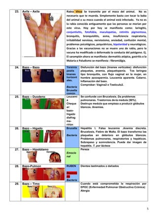 5
23. Axila – Axila Rabia Virus Se transmite por el moco del animal. No es
necesario que te muerda. Simplemente basta con tocar la baba
del animal o su moco cuando el animal está infectado. Ya no es
la rabia conocida antiguamente que las personas se morían por
este virus. Hoy por hoy se manifiesta como: laringitis,
conjuntivitis, fotofobia, maculopatías, retinitis pigmentosa,
bronquitis, bronquiolitis, asma, insuficiencia respiratoria,
irritabilidad nerviosa, nerviosismo, ansiedad, confusión mental,
problemas psicológicos, psiquiátricos, bipolaridad y neurológicos.
Gracias a las vacunaciones no se muere uno de rabia, pero la
vacuna ha modificado o deformado la conducta del patógeno. Ej.
El sarampión ahora se manifiesta: dermatitis atópica, gastritis o la
Malaria o Paludismo se manifiesta : fibromiálgia.
24. Bazo – Bazo Yersinia
pestis
Imanes
horizont
ales.
Bacteria
Brusella
común
Disfunción del bazo (Imanes verticales): disfunción
plaquetas, anemia, plaquetopenia. Tos laríngea
tipo bronquitis, con flujo vaginal en la mujer, en
hombre azoospermia. Leucemia aparente. Catarro.
Inflamación del bazo.
Comprobar: Vagina2 o Testículo2.
25. Bazo – Duodeno Leucemi
a
Cheque
ar:
bazo-
hígado
diafrag
ma-
riñón
Se confunde con Brucelosis. Da problemas
pulmonares. Trastornos de-la medula (90%),
Destruye medula que empieza a producir glóbulos
blancos. Anemias.
26. Bazo – Hígado Brucella
Bacteria
Hepatitis I. Falsa leucemia .Anemia discreta.
Brucelosis, Fiebre de Malta. El bazo transforma las
plaquetas en deterioro en glóbulos blancos.
Problemas pulmonares, respiratorios y hepáticos.
Sobrepeso y somnolencia. Puede dar imagen de
hepatitis. T. por lácteos
27. Bazo – Hipotálamo
Emocio
nal
Pereza
28. Bazo-Pulmon RUBEN
Reservo
rio
Bacteria
Dientes lastimados o dañados
29. Bazo – Timo Cuando está comprometida la respiración por
EPOC (Enfermedad Pulmonar Obstructiva Crónica)
Alergia
 