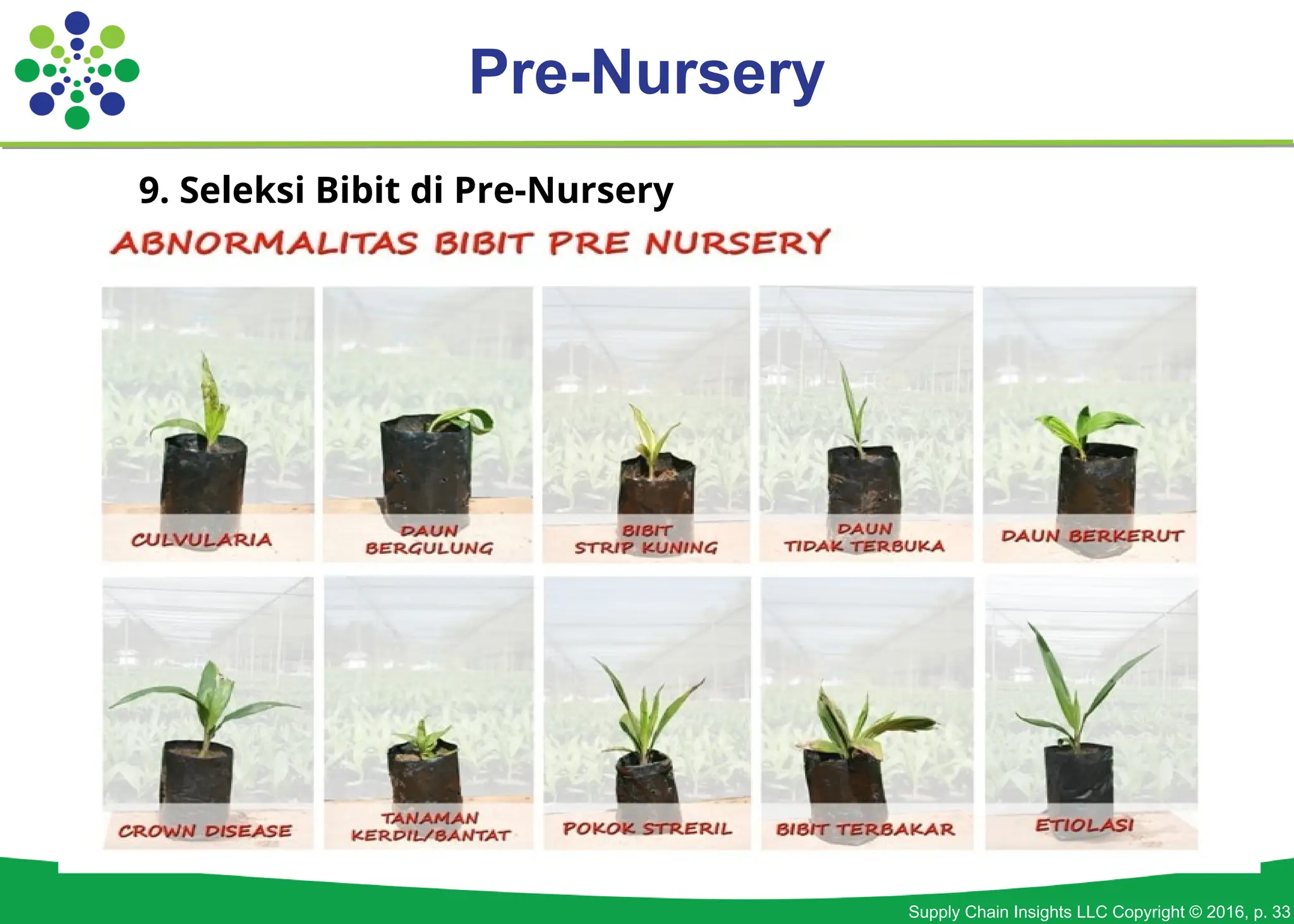 334555861-SOP-pembibitan-Kelapa-Sawit-ppt.ppt