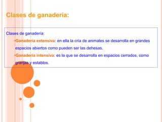 Clases de ganadería:
Clases de ganadería:
•Ganadería extensiva: en ella la cría de animales se desarrolla en grandes
espacios abiertos como pueden ser las dehesas.
•Ganadería intensiva: es la que se desarrolla en espacios cerrados, como
granjas y establos.
 