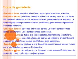 •Ganadería ovina: se dedica a la cría de ovejas, generalmente es extensiva.
•Ganadería vacuna (o bovina): se dedica a la cría de vacas y toros. La cría de re-
ses bravas es extensiva. La de vacas lecheras es, preferentemente, intensiva. La
de reses para carne puede ser intensiva y extensiva, generalmente dependiendo
de la raza de la vaca.
•Ganadería porcina: se dedica a la cría de cerdos. La cría de cerdos de raza
ibérica es extensiva. La de cerdos blancos es intensiva.
•Ganadería equina: se dedica a la cría de caballos. Normalmente es extensiva.
•Ganadería caprina: se dedica a la cría de cabras. Es extensiva, preferentemente
en zonas de montaña, en las que es difícil criar otras ganaderías.
•Ganadería avícola: se dedica a la cría de gallinas ponedoras para obtener huevos
o a la cría de pollos para carne. Es intensiva.
•Ganadería apícola: se dedica a la cría de abejas en colmenas artificiales para ob-
tener miel y otros productos como jalea y polen.
Tipos de ganadería:
 