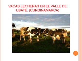 VACAS LECHERAS EN EL VALLE DE
UBATÉ. (CUNDINAMARCA)
 