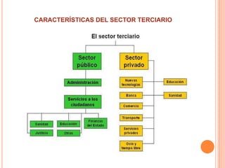 CARACTERÍSTICAS DEL SECTOR TERCIARIO
 