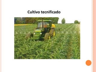 Cultivo tecnificado
 