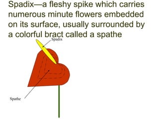 335-B-Flower-Foliage-Morphologytoknowmoredownload.pptx