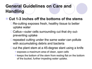General Guidelines on Care and
Handling
 Cut 1-3 inches off the bottoms of the stems
Re-cutting exposes fresh, healthy tissue to better
uptake water
Callus—outer cells surrounding cut that dry out-
preventing uptake
repeated cutting under the same water can pollute
with accumulating debris and bacteria
cut the plant stem at a 45-degree slant using a knife
 exposes a maximum area of clean, open cells
 keeps the bottom of the stem from resting flat on the bottom
of the bucket, further impeding water uptake.
 