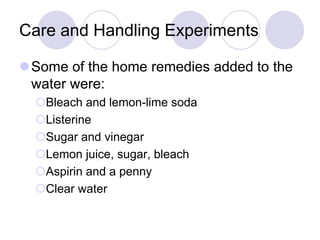 Care and Handling Experiments
Some of the home remedies added to the
water were:
Bleach and lemon-lime soda
Listerine
Sugar and vinegar
Lemon juice, sugar, bleach
Aspirin and a penny
Clear water
 