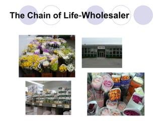 The Chain of Life-Wholesaler
 