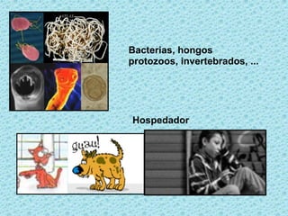 Bacterias, hongos protozoos, invertebrados, ... Hospedador 
