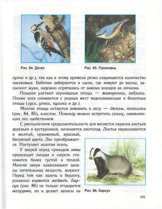 Рис. 84. Дятел Рис. 85. Поползень
гузки и др.), так как к этому времени резко сокращается количество
насекомых. Бабочки забираются в щели, где зимуют до весны, за-
сыпают жуки, надежно спрятались от зимних холодов их личинки.
Позднее улетают зерноядные птицы — жаворонки, зяблики.
Позже всех снимаются с родных мест водоплавающие и болотные
птицы (гуси, утки, кулики и др.).
Многие птицы остаются зимовать в лесу — дятлы, поползни
(рис. 84, 85), шесты. Повсюду можно встретить синиц, оживляю-
щих лес щебетанием.
С уменьшением продолжительности дня меняется окраска листьев
деревьев и кустарников, начинается листопад. Листья окрашиваются
в желтый, оранжевый, красный,
багряный цвета. Лес преображает-
ся. Наступает золотая осень.
У зверей перед приходом зимы
происходит линька и шерсть ста-
новится более густой и теплой.
Многие звери накапливают запа-
сы питательных веществ, жиреют.
Перед тем как залечь в берлогу,
усиленно кормится медведь. Бар-
сук (рис. 86) не только отъедается
желудями, но и делает запасы на Рис. 86. Барсук
 