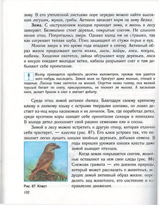зиму. В его утепленной листьями норе нередко можно найти высох-
ших лягушек, жуков, грибы. Активно запасает корм па зиму белка.
Зима. С наступлением холодов приходит зима, и жизнь в лесу
замирает. Безмолвно стоят деревья, покрытые снегом. Не слышно
пения птиц. Попрятались звери. Однако холод им не страшен, так
как согревает теплая шуба. Птиц защищают от стужи перья и пух.
Многие звери в это время года впадают в спячку. Активный об-
раз жизни продолжают вести волки, лисы, зайцы, лоси, косули,
кабаны. Хищники охотятся, зайцы обгрызают кору деревьев, лоси
и косули поедают молодые ветки, кабаны разрывают снег и там до-
бывают себе пропитание.
Волку приходится пробегать десятки километров, прежде чем удается
кого-нибудь выследить. Зимой волк не брезгует даже мышыо, птицей и
падалыо. Лисица тоже охотится на мышей. Опустив низко голову, она мелкой
трусцой бегает по снегу, прислушиваясь, не пискнет ли мышка. А заслышав
писк, делает бросок в снег и хватает добычу.
Среди птиц зимой активен дятел. Благодаря своему крепкому
клюву и липкому языку с острыми твердыми шипами, он ловко до-
стает из-под коры насекомых и их личинок. Там, где поработал дятел,
среди кусочков коры находят себе пропитание синицы и поползни.
В холода дятел дополняет свой рацион семенами ели и сосны.
Зимой в лесу можно встретить и другую птицу, которая отлично
себя чувствует, — клеста (рис. 87). Его клюв устроен так, что по-
зволяет легко лущить шишки хвойных деревьев, добывая семена. В
годы хороших урожаев шишек клесты даже
зимой выводят птенцов.
Когда земля покрывается снегом, живот-
ные оставляют на нем свои следы (рис. 88).
Снежная грамота — это дневник природы,
который может рассказать о животных, ве-
дущих зимой активный образ жизни: опре-
делить вид животного, его состояние и на
правление движения.Рис. 87. Клест
 
