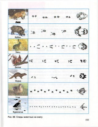 Лиса
Кабан
'""'"заяц
Белка
« « „ **
Норка
.... -*= %
Утка
г
- - —Ч*.-"*1
-
ш• в ^
Куропатка
- - —Ч*.-"*1
-
ш• в ^
Куропатка
Рис. 88. Следы животных на снегу
 