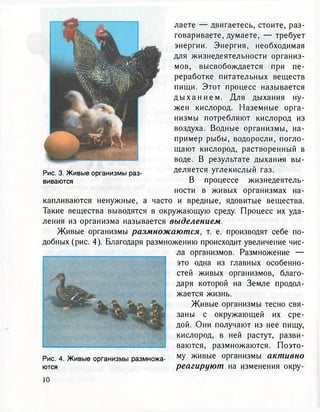 лаете — двигаетесь, стоите, раз-
говариваете, думаете, — требует
энергии. Энергия, необходимая
для жизнедеятельности организ-
мов, высвобождается при пе-
реработке питательных веществ
пищи. Этот процесс называется
д ы х а н и е м . Для дыхания ну-
жен кислород. Наземные орга-
низмы потребляют кислород из
воздуха. Водные организмы, на-
пример рыбы, водоросли, погло-
щают кислород, растворенный в
воде. В результате дыхания вы-
деляется углекислый газ.
В процессе жизнедеятель-
ности в живых организмах на-
капливаются ненужные, а часто и вредные, ядовитые вещества.
Такие вещества выводятся в окружающую среду. Процесс их уда-
ления из организма называется выделением.
Живые организмы размножаются, т. е. производят себе по-
добных (рис. 4). Благодаря размножению происходит увеличеиие чис-
ла организмов. Размножение —
это одна из главных особенно-
стей живых организмов, благо-
даря которой на Земле продол-
жается жизнь.
Живые организмы тесно свя-
заны с окружающей их сре-
дой. Они получают из нее пищу,
кислород, в ней растут, разви-
ваются, размножаются. Поэто-
Рис. 4. Живые организмы размножа- МУ ж и в ы е организмы активно
ются реагируют на изменения окру-
Рис. 3. Живые организмы раз-
виваются
 