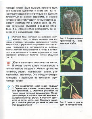 жающей среды. Если толкнуть неживое тело,
оно пассивно сдвинется с места или вы по-
чувствуете пассивное сопротивление. Если же
дотронуться до живого организма, он обычно
активно реагирует: убегает, приближается, за-
мирает, свертывается в клубок (рис. 5). Жи-
вые организмы обладают р а з д р а ж и м о с -
т ь ю , т.е. способностью реагировать на из-
менения в окружающей среде.
Растения тоже реагируют на изменение окру-
жающей среды, но более медленно, чем жи-
вотные и человек. Например, с наступлением темноты
закрываются, а утром вновь открываются цветки кис-
лицы, складываются и расправляются ее листочки.
Листья растений поворачиваются к свету; в пасмур-
ный день закрываются соцветия одуванчика; от при-
косновения складывает листочки мимоза стыдливая
(рис. 6).
Живые организмы построены из клеток.
В состав клеток входят органические и
неорганические вещества. Живые организмы
питаются, растут, развиваются, дышат, раз-
множаются, двигаются. Они обладают раздра-
жимостью и реагируют на изменения окру-
жающей среды.
1. Что представляет собой живая природа?
2. Перечислите признаки, характерные для жи-
вых организмов. 3. Животные реагируют на
тепло, холод, звуковые раздражители. Приве-
дите примеры и опишите реакцию животных в
каждом конкретном случае. 4. Растения реаги-
руют на тепло, холод, свет. Приведите приме-
ры и опишите реакции растений на действие
этих раздражителей.
Рис. 5. Еж реагирует на
прикосновение, свер-
тываясь в клубок
Рис. 6. Мимоза реаги-
рует на прикосновение
 