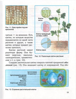 Клетки
листа
Рис. 11. Срез пробки под ми-
кроскопом
г. Клетки проводящей
третьих — их запасание. Есть с и с т е м ы с т е б л я
клетки, по которым вещества
передвигаются из одной части
растения в другую, а также
клетки, которые придают рас-
тению прочность.
Клетки растений имеют
различную форму. Они бы-
вают округлые, овальные,
цилиндрические, призматиче-
ские и т. д. (рис. 12).
Снаружи растительная клетка покрыта плотной прозрачной обо-
лочкой (рис. 13). Она защищает клетку от повреждений. Под обо-
Клетки корня
Рис. 12. Различные клетки растения
Цитоплазма
Хлоропласт
Цитоплазматическая
мембрана —
Ядро
Вакуоль
Клеточная оболочка
Органоиды
Рис. 13. Строение растительной клетки
 