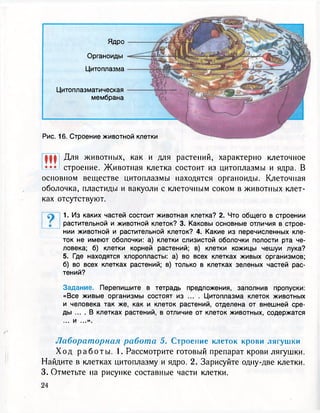 Ядро
Органоиды
Цитоплазма
Цитоплазматическая
мембрана
Рис. 16. Строение животной клетки
Щ Для животных, как и для растений, характерно клеточное
••• строение. Животная клетка состоит из цитоплазмы и ядра. В
основном веществе цитоплазмы находятся органоиды. Клеточная
оболочка, пластиды и вакуоли с клеточным соком в животных клет-
ках отсутствуют.
1. Из каких частей состоит животная клетка? 2. Что общего в строении
растительной и животной клеток? 3. Каковы основные отличия в строе-
нии животной и растительной клеток? 4. Какие из перечисленных кле-
ток не имеют оболочки: а) клетки слизистой оболочки полости рта че-
ловека; б) клетки корней растений; в) клетки кожицы чешуи лука?
5. Где находятся хлоропласты: а) во всех клетках живых организмов;
б) во всех клетках растений; в) только в клетках зеленых частей рас-
тений?
Задание. Перепишите в тетрадь предложения, заполнив пропуски:
«Все живые организмы состоят из ... . Цитоплазма клеток животных
и человека так же, как и клеток растений, отделена от внешней сре-
ды ... . В клетках растений, в отличие от клеток животных, содержатся
... и ...».
Лабораторная работа 5. Строение клеток крови лягушки
Х о д р а б о т ы . 1. Рассмотрите готовый препарат крови лягушки.
Найдите в клетках цитоплазму и ядро. 2. Зарисуйте одну-две клетки.
3. Отметьте на рисунке составные части клетки.
 