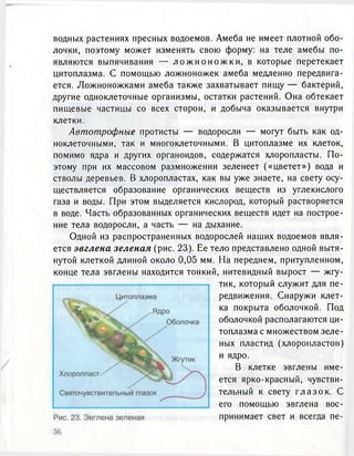 водных растениях пресных водоемов. Амеба не имеет плотной обо-
лочки, поэтому может изменять свою форму: на теле амебы по-
являются выпячивания — л о ж н о н о ж к и , в которые перетекает
цитоплазма. С помощью ложноножек амеба медленно передвига-
ется. Ложноножками амеба также захватывает пищу — бактерий,
другие одноклеточные организмы, остатки растений. Она обтекает
пищевые частицы со всех сторон, и добыча оказывается внутри
клетки.
Автотрофные протисты — водоросли — могут быть как од-
ноклеточными, так и многоклеточными. В цитоплазме их клеток,
помимо ядра и других органоидов, содержатся хлоропласты. По-
этому при их массовом размножении зеленеет («цветет») вода и
стволы деревьев. В хлоропластах, как вы уже знаете, на свету осу-
ществляется образование органических веществ из углекислого
газа и воды. При этом выделяется кислород, который растворяется
в воде. Часть образованных органических веществ идет на построе-
ние тела водоросли, а часть — на дыхание.
Одной из распространенных водорослей наших водоемов явля-
ется эвглена зеленая (рис. 23). Ее тело представлено одной вытя-
нутой клеткой длиной около 0,05 мм. На переднем, притуплённом,
конце тела эвглены находится тонкий, нитевидный вырост — жгу-
тик, который служит для пе-
редвижения. Снаружи клет-
ка покрыта оболочкой. Под
оболочкой располагаются ци-
топлазма с множеством зеле-
ных пластид (хлоропластов)
и ядро.
В клетке эвглены име-
ется ярко-красный, чувстви-
тельный к свету г л а з о к . С
его помощью эвглена вос-
принимает свет и всегда пе-
 