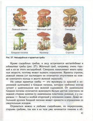 Рис. 27. Несъедобные и ядовитые грибы
Кроме съедобных грибов, в лесу встречаются несъедобные и
ядовитые грибы (рис. 27). Жёлчный гриб, например, очень горь-
кий и из-за этого несъедобный. Свинушка накапливает много вред-
ных веществ, поэтому может вызвать отравление. Ядовиты строчок,
ложный опенок (от настоящего он отличается отсутствием на нож-
ке пленчатого кольца и желто-зеленой окраской).
Но самые ядовитые грибы — это мухоморы (с красной и ко-
ричневой шляпками) и бледная поганка, которую грибники иногда
путают с шампиньоном или зеленой сыроежкой. От шампиньона
бледная поганка отличается зеленовато-белым цветом пластинок на
нижней стороне шляпки (у шампиньона пластинки розовые, а у сы-
роежки — белые) и особой оторочкой у основания пожки. Даже не-
большой кусочек бледной поганки может привести к отравлению со
смертельным исходом.
Отравиться можно и любыми съедобными, но переросшими,
старыми грибами, так как в их теле уже начинается гниение и об-
 