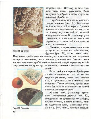 разуются яды. Поэтому нельзя хра-
нить грибы долго. Сразу после сбора
их нужно перебрать и подвергнуть ку-
линарной обработке.
К грибам относятся также однокле-
точные дрожжи (рис. 28). Без дрож-
жей не испечь хлеб и пироги. Дрожжи
превращают содержащийся в тесте са-
хар в спирт и углекислый газ, который
и разрыхляет тесто. В тепле спирт уле-
тучивается, а в выпечке остаются пу-
зырьки газа, от чего хлеб и пироги ста-
новятся пышными.
Плесень, которая появляется в ви-
Рис. 28. Дрожжи Де пушистого налета на хлебе, овощах,
фруктах (рис. 29), — это тоже грибы.
Плесневые грибы широко используются человеком для получения
лекарств, витаминов, сыров, кормов для животных. Вместе с этим
многие плесневые грибы наносят большой ущерб народному хозяй-
ству, вызывая порчу продуктов питания, кожаных и текстильных из-
делий.
Роль грибов в природе. Грибы раз-
лагают органические остатки — от-
мершие растения, реже тела живот-
ных, и превращают их в минеральные
вещества. Таким образом, грибы вме-
сте с бактериями выполняют на нашей
планете санитарную роль.
Многие грибы (например, труто-
вики) повреждают деревья (рис. 30),
сооружения из древесины — заборы,
крыши, столбы, а также картины, кни-
ги, изделия из кожи, пластмассы, стек-
Рис. 29. Плесень ла и т. д. Есть грибы, которые, поселя-
 