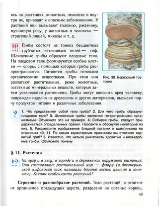 ясь на растениях, животных, человеке и вну-
три их, приводят к опасным заболеваниям. У
растений они вызывают головню, ржавчину,
мучнистую росу; у животных и человека —
стригущий лишай, микозы и т. д.
Г| Грибы состоят из тонких бесцветных
• • • трубчатых ветвящихся нитей — гиф.
Шляпочные грибы образуют плодовые тела.
На плодовом теле формируются особые клет-
ки — споры, с помощью которых грибы рас-
пространяются. Питаются грибы готовыми
органическими веществами. При этом они
разлагают растительные, реже животные,
остатки до минеральных веществ, которые за-
тем усваиваются растениями. Грибы могут наносить вред человеку,
повреждая изделия из древесины и других материалов, вызывая пор-
чу продуктов питания и различные заболевания.
Рис. 30. Березовый тру-
товик
9 1. Что представляет собой тело гриба? 2. Для чего грибы образуют
плодовое тело? 3. Шляпочные грибы являются гетеротрофными орга-
низмами. Объясните это на примере. 4. Собирая грибы, следует при-
держиваться определенных правил. Назовите и обоснуйте некоторые из
них. 5. Рассмотрите изображение бледной поганки и шампиньона на
страницах 40, 41. По каким характерным признакам вы отличите ядо-
витый гриб? 6. Известно, что нельзя уничтожать ядовитые и несъедоб-
ные грибы. Объясните почему.
§ 1 1 . Растения
| л На лугу и в лесу, в городе и в деревне нас окружают растения.
• . Они составляют растительный мир — флору (в древнерим-
ской мифологии так называли богиню весны, цветов и юно-
сти). Каковы особенности растений?
Строение и разнообразие растений. Тело растений, в отличие
от организмов предыдущих царств, разделено на органы: корень,
43
 