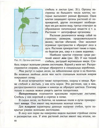 стебель и листья (рис. 31). Органы по-
строены из большого числа клеток, ко-
торые выполняют разные функции. Одни
клетки защищают органы растений от по-
вреждений, другие поглощают необходи-
мую им для жизни воду, третьи отвечают за
образование питательных веществ и т. д.
Растения — автотрофные организмы.
Растения различаются между собой по
строению, размерам, продолжительности
жизни, местам обитания. Они заселяют
огромные пространства и образуют леса и
луга. Растения произрастают также в горах,
по берегам рек, озер и в самих водоемах.
Наиболее простое строение среди рас-
тений имеют мхи (рис. 32). У них тонкий
стебель, растущий вертикально вверх. Сте-
бель покрыт зелеными узкими листочками. Корней у мхов нет. Распро-
страняются спорами, которые образуются в специальных коробочках.
Мхи растут в сырых лесах, на заболоченных лугах и на болотах.
Во влажных хвойных лесах мхи часто сплошным зеленым ковром
покрывают почву.
В лесах встречаются также папоротники, плауны и хвощи. Кро-
ме стеблей и листьев, у них есть корни. Эти растения, как и мхи,
распространяются спорами и никогда не образуют цветков. Поэтому
только в сказках можно увидеть цветок папоротника.
Папоротники отличаются красивыми перистыми листьями.
Стебель у них короткий и спрятан в почве.
В сырых лесах, на болотах, на влажных полях и лугах произрас-
тают хвощи. Они имеют вид маленьких зеленых елочек.
Для плаунов характерны длинные ползучие стебли, густо по-
крытые узкими зелеными листочками.
В лесу или парке вы наверняка видели высокие стройные сосны
и раскидистые ели. У этих растений листья имеют вид иголок, ко-
 